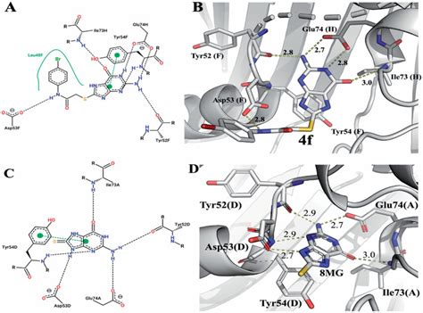 Predicted Binding Mode Of Compounds 4f Ab And 8 Mg 1 Cd Into Download Scientific