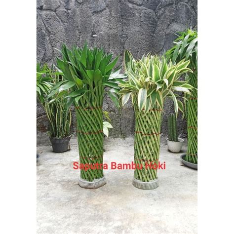 Jual Bambu Hoki Sangkar Varigata Cm Shopee Indonesia