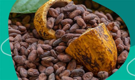 Beneficios Del Cacao Para La Salud Renium