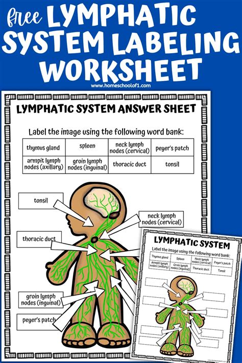 Free Lymphatic System Labeling Worksheet Homeschool Of 1