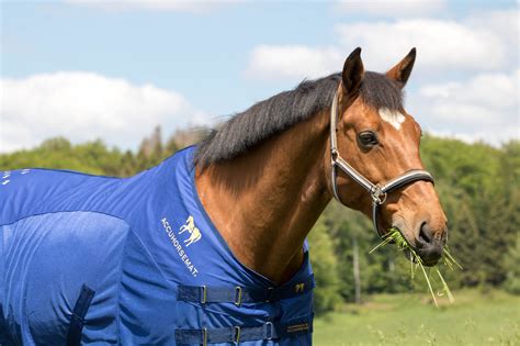 equi-well.net – Dein gesundes Pferd