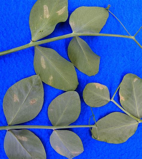 Downy Mildew On Peas Vegetable Pathology Long Island Horticultural