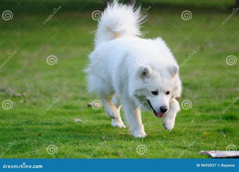 Happy White Dog Running Stock Image Image Of Green Pure 9693037