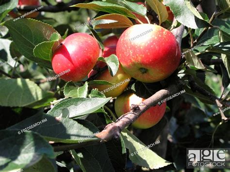 apples growing, Stock Photo, Picture And Rights Managed Image. Pic. FOH ...