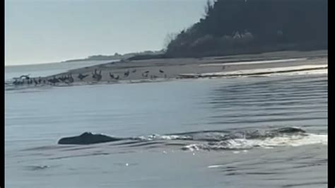 Extraña criatura captada en el agua por el capitán de un bote de