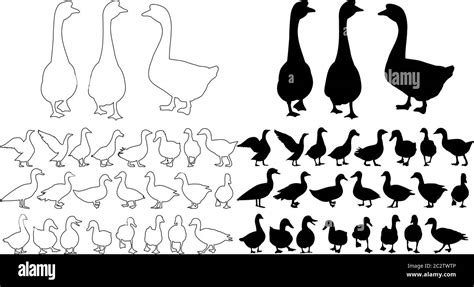 Baby Geese Stock Vector Images Alamy