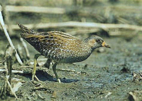 spotted crake birdforum opus birdforum