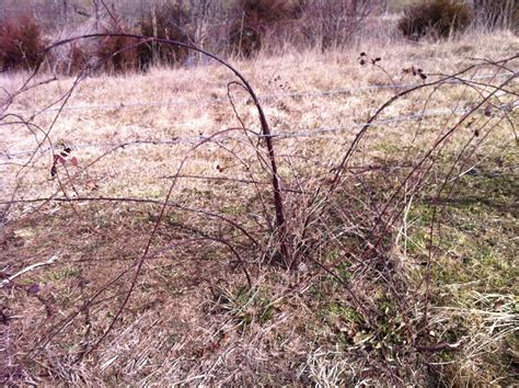 Kentucky Home Gardens: Pruning Blackberries