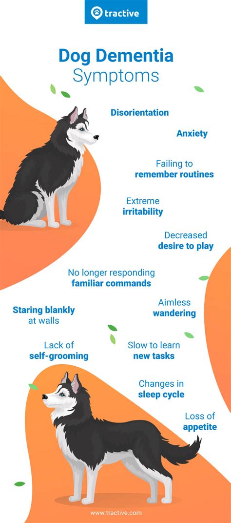 Dog Dementia: Symptoms, Treatments & More - Tractive