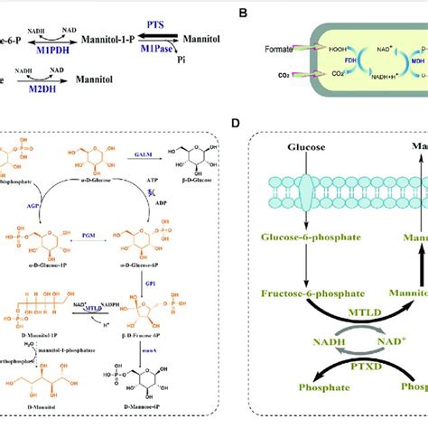 D Mannitol Biosynthetic Pathway In Lactic Acid Bacteria H Sinensis