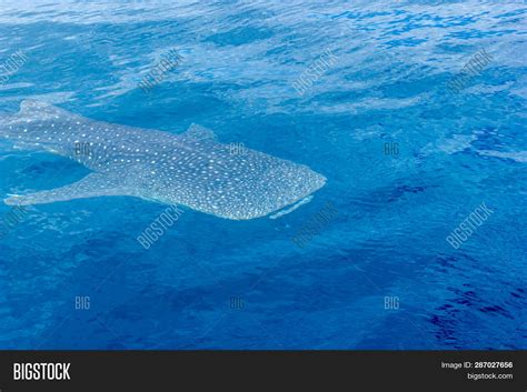 Small Baby Whale Shark Image & Photo (Free Trial) | Bigstock