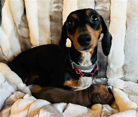Dachshund Puppies For Sale In Arkansas