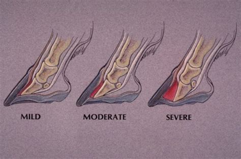 Laminitis Symptoms And Treatment Equicessities