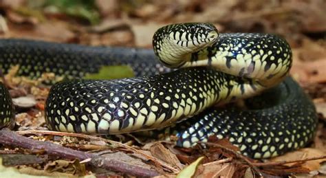 Eastern Kingsnake Care Sheet For Beginners And Buyers Guide Everything