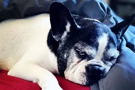 Rocco Is A Contender For Oldest Frenchie After Outliving Breed Average