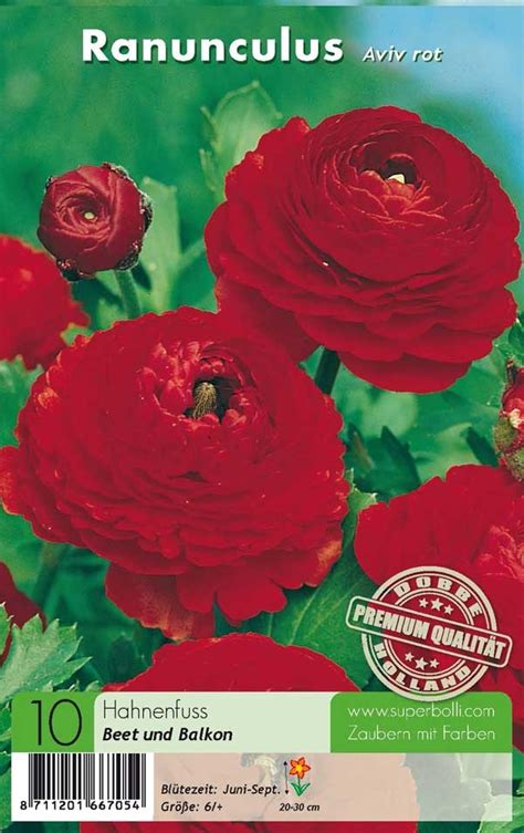 Ranunculus Aviv Rot Hahnenfuss St Ck Sommerbl Her Blumenzwiebeln