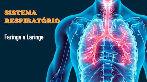 Aula Anatomia do Sistema Respiratório Parte 2 Faringe e Laringe