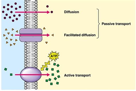 Types of Transport Across Cell Membrane - CBSE Class Notes Online ...