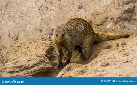 Closeup Of A Banded Mongoose Digging In The Sand Tropical Animal