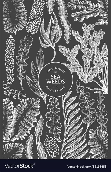 Seaweed Design Template Hand Drawn Seaweeds Vector Image