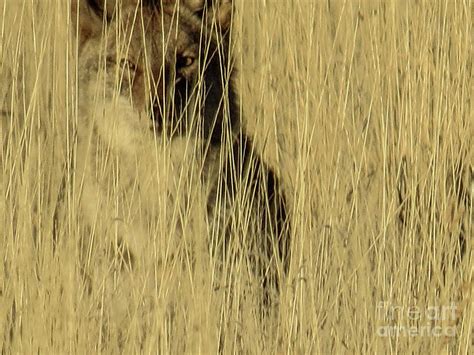 Coyote Photograph By Christy Garavetto Fine Art America