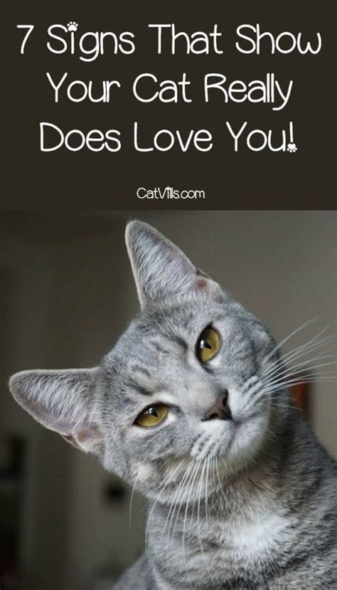 7 Unmistakable Signs Your Cat Loves You Catvills