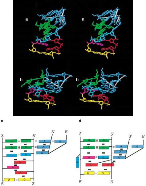 Solution Structure Of A GAAA Tetraloop Receptor RNA The EMBO Journal