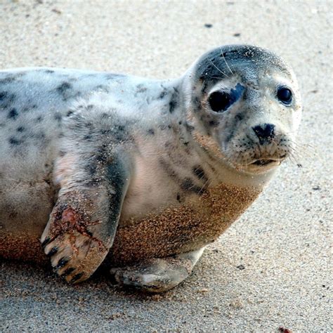 Bearded Seal – "OCEAN TREASURES" Memorial Library