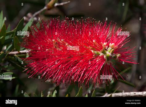 Sydney Australia Close Up Of A Native Red Bottlebrush In Flower Stock