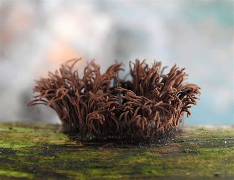 Acellular Slime Molds