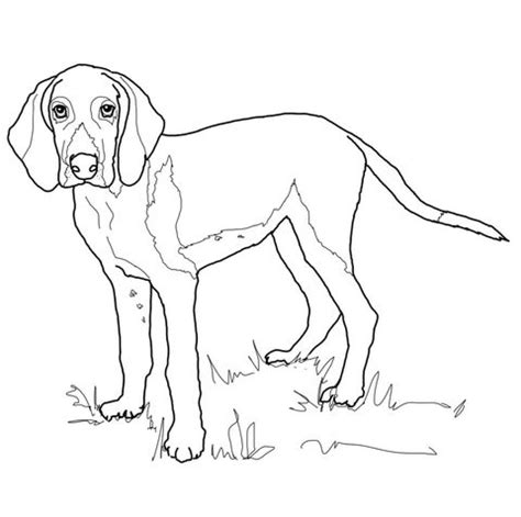 70+ american english coonhound coloring pages - IffetTeigen