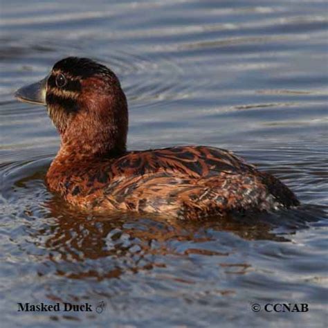 Masked Duck (Nomonyx dominica) - North American Birds - Birds of North America