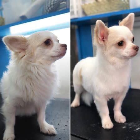 16 Best Chihuahua Haircuts With Pictures! (2024 Updated)