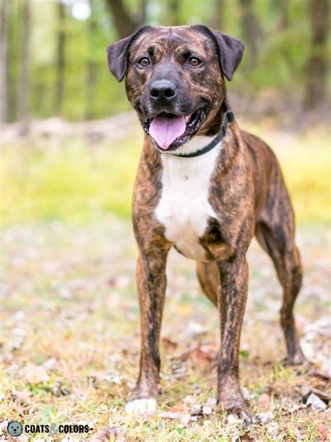 Brindle Pup