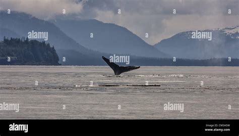 July 5 2012 Borough Of Juneau Alaska Us A Humpback Whale