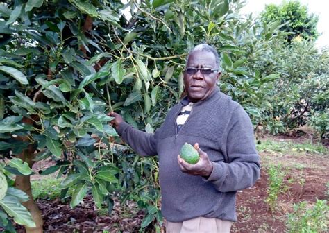 The Future Of Hass Avocado Farming In Kenya Seed Farm