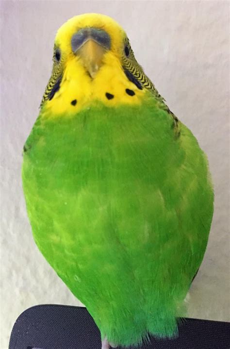 A very round bird : r/budgies