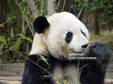 Panda Eating High-Res Stock Photo - Getty Images