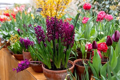 Premium Photo Purple Hyacinth Woodstock Blooms In A Garden In April