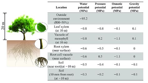 Schematic diagram of typical water potential at different locations ...