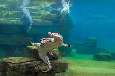 Dubai Crocodile Park to open before Eid: Ticket prices revealed