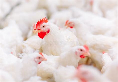 L Int Rieur Ferme De Poulet Poulet Alimentant Ferme Pour Les