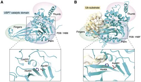 Deubiquitinating Enzymes Dubs Regulation Homeostasis And Oxidative Stress Response