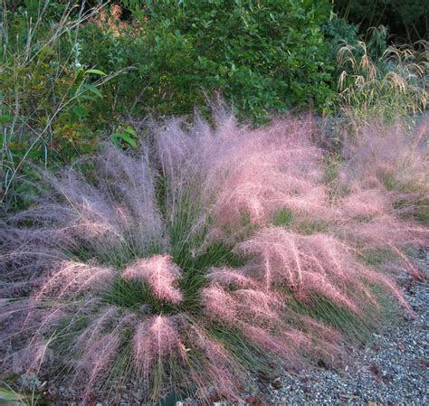 Dig Deeper Into Muhly Grasses The Genus Muhlenbergia