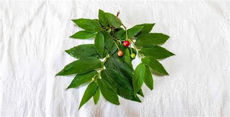 Small wild tropical Brazilian fruit, botanical identification not found