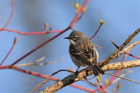 PARULINE A CROUPION JAUNE FEMELLE Claudette Moreau Flickr