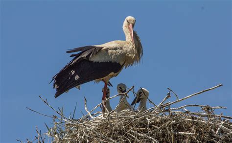 White Stork Bird Laura Erickson S For The Birds