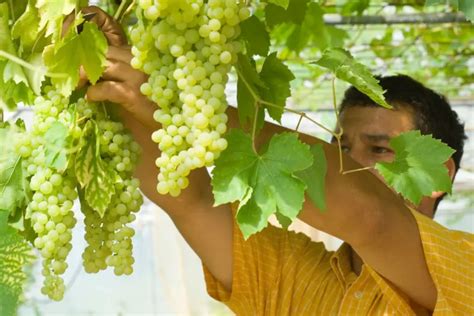 Entretien de la vigne grimpante conseils pour une treille réussie