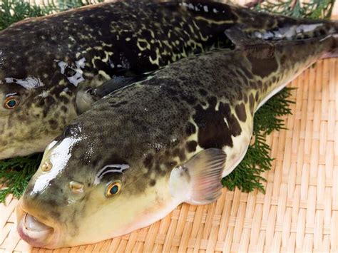 What is Fugu poison? | Sushiblog－Sushiuniversity