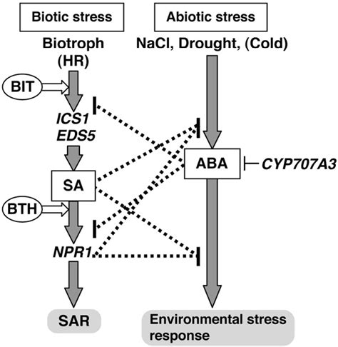 Figure From Antagonistic Interaction Between Systemic Acquired